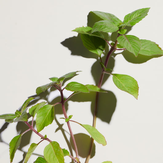 holy basil for sleep tea