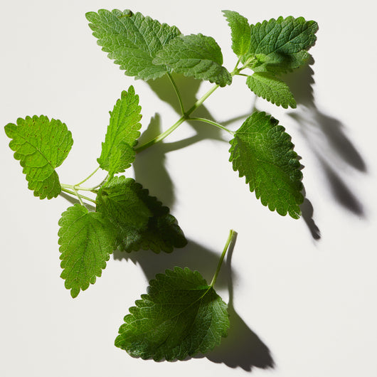 lemon balm for sleep tea