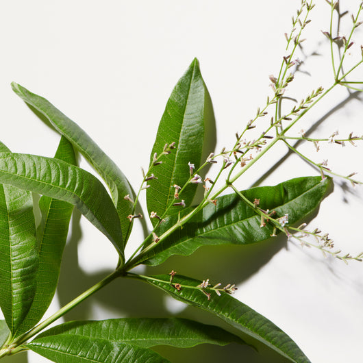 lemon verbena for sleep tea