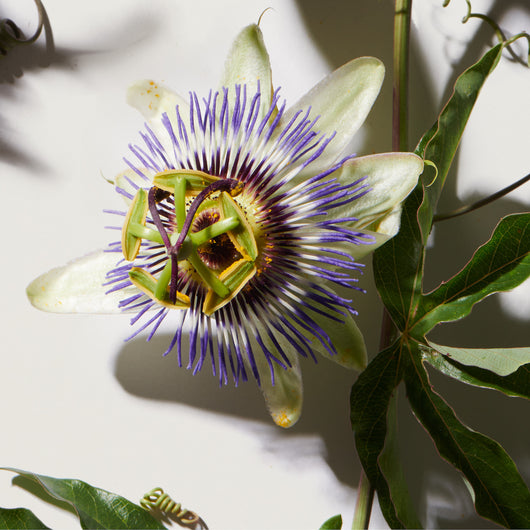 passionflower for sleep tea