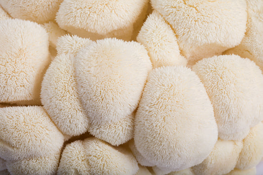Mushroom Extracts vs. Powders: Which should you choose?