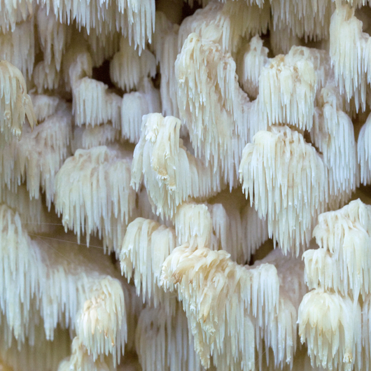 Lion's Mane: The Fungi Family's Beloved Superfood