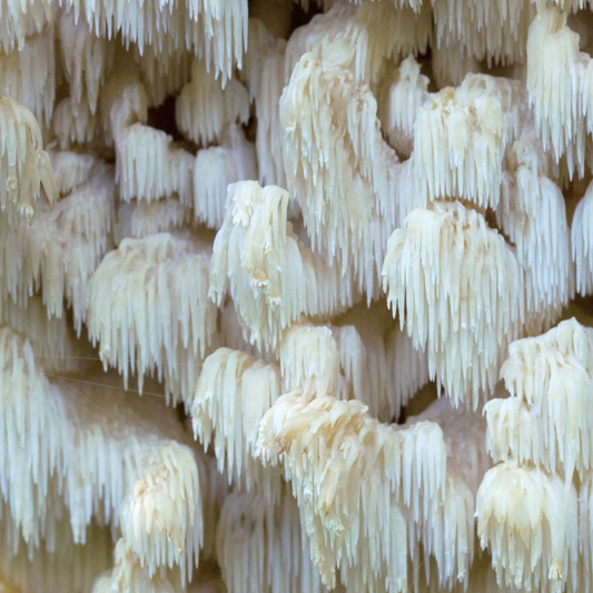 Lion's Mane: The Fungi Family's Beloved Superfood